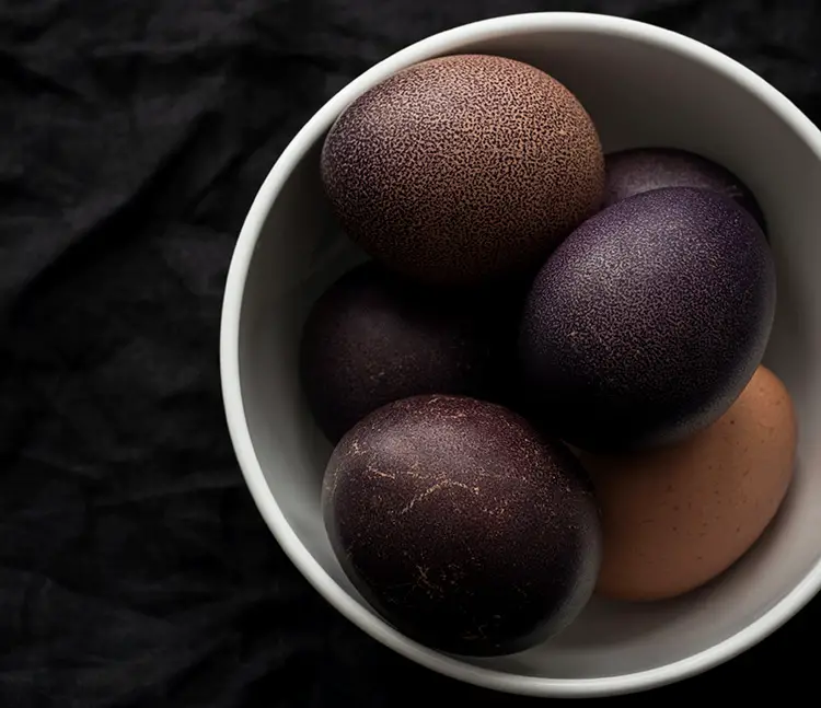 Dyed purple marans eggs chicken