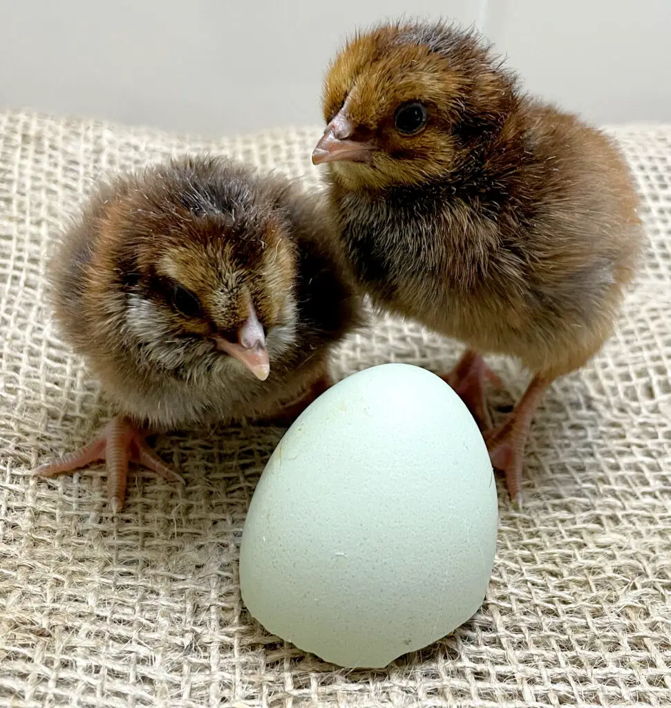 Welsummer x F2 Olive Egger chicks back cross speckled olive egger
