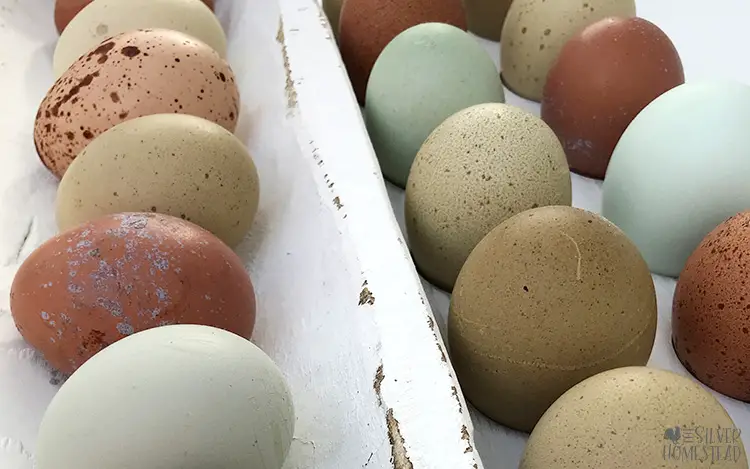 speckled chicken eggs in olive, green, brown, chocolate and blue in a white egg holder