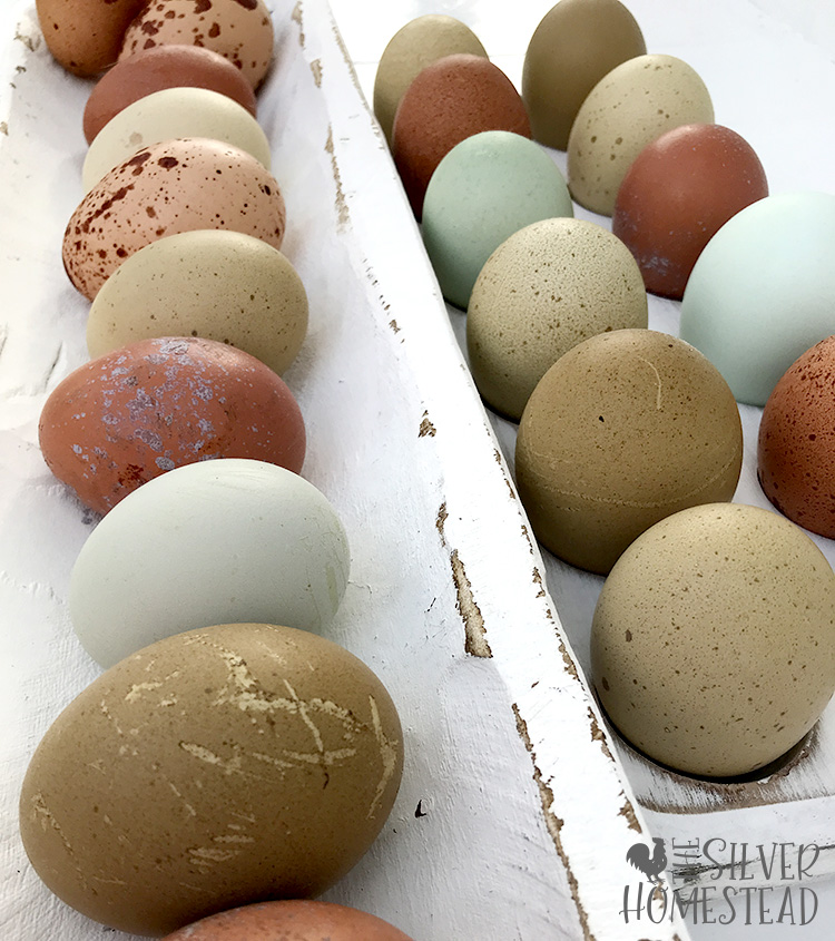 speckled olive egger eggs bred at the Silver Homestead