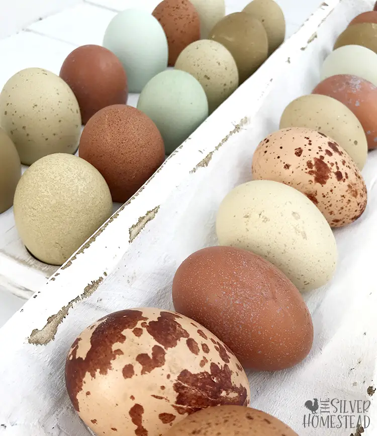 Using Welsummers to Breed Olive Eggs speckled olive heavy bloom freckled dark chicken eggs