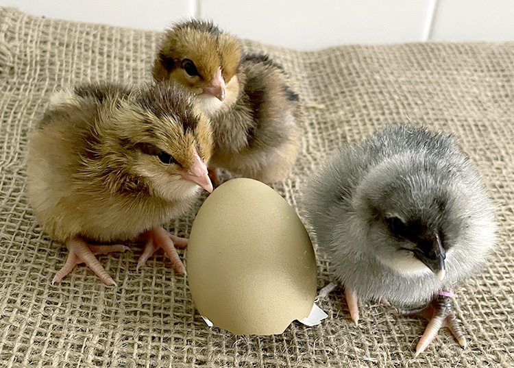 Baby Chicks: Gold Kissed Granite Olive Egger - My Pet Chicken