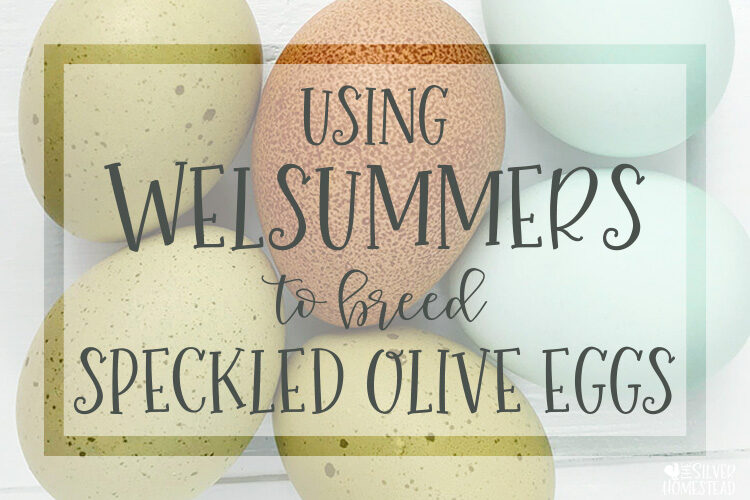 Using Welsummers to Breed Olive Eggs