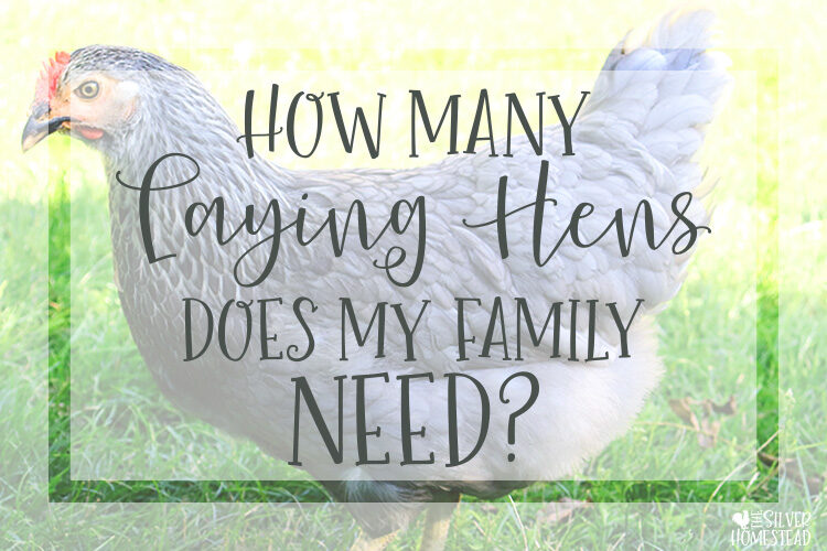 How Many Hens Does My Family Need?