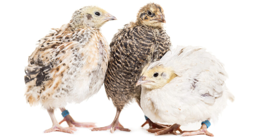 When Does a Coturnix Quail Begin Laying Eggs three young celadon quail chicks 3 weeks old with feathers