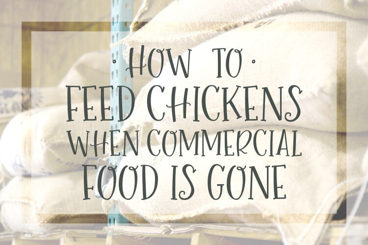 How to Feed Chickens When Commercial Food is Gone