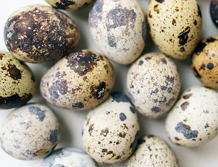 cotuirnix quail eggs