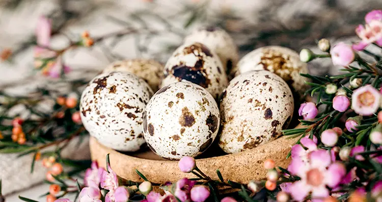 coturnix quail eggs in a bowl with pink flowers