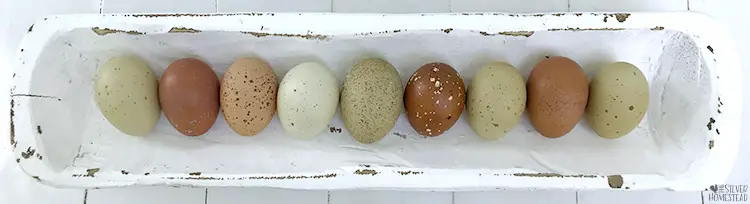speckled olive eggs breeding 