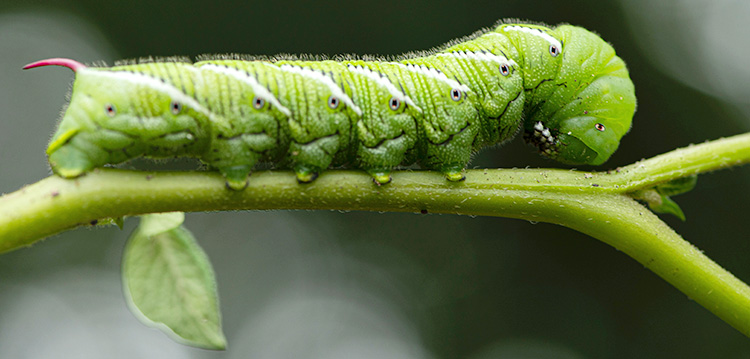 a tomato horn worm eating a stem