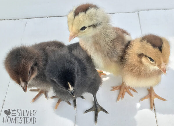 How to Identify Male & Female Chicks - Silver Homestead