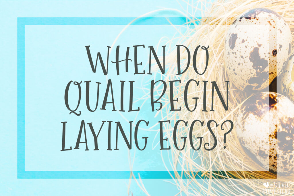 When Does a Coturnix Quail Hen Begin Laying Eggs?