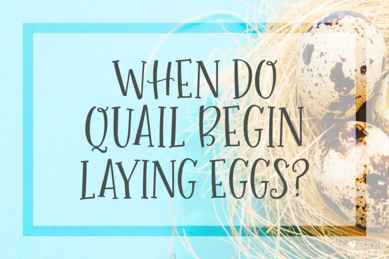 When Does a Coturnix Quail Begin Laying Eggs