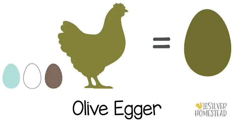 How to Sex and Select Olive Egger Chicks