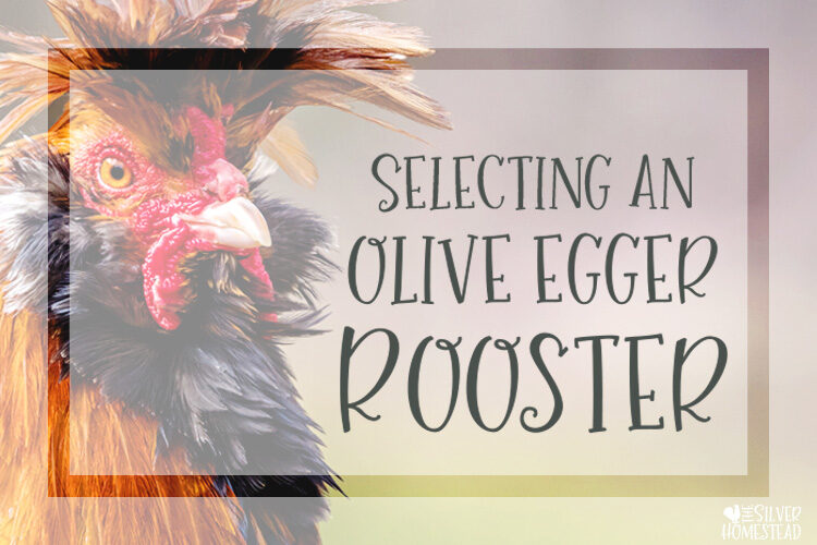 Selecting an Olive Egger Rooster
