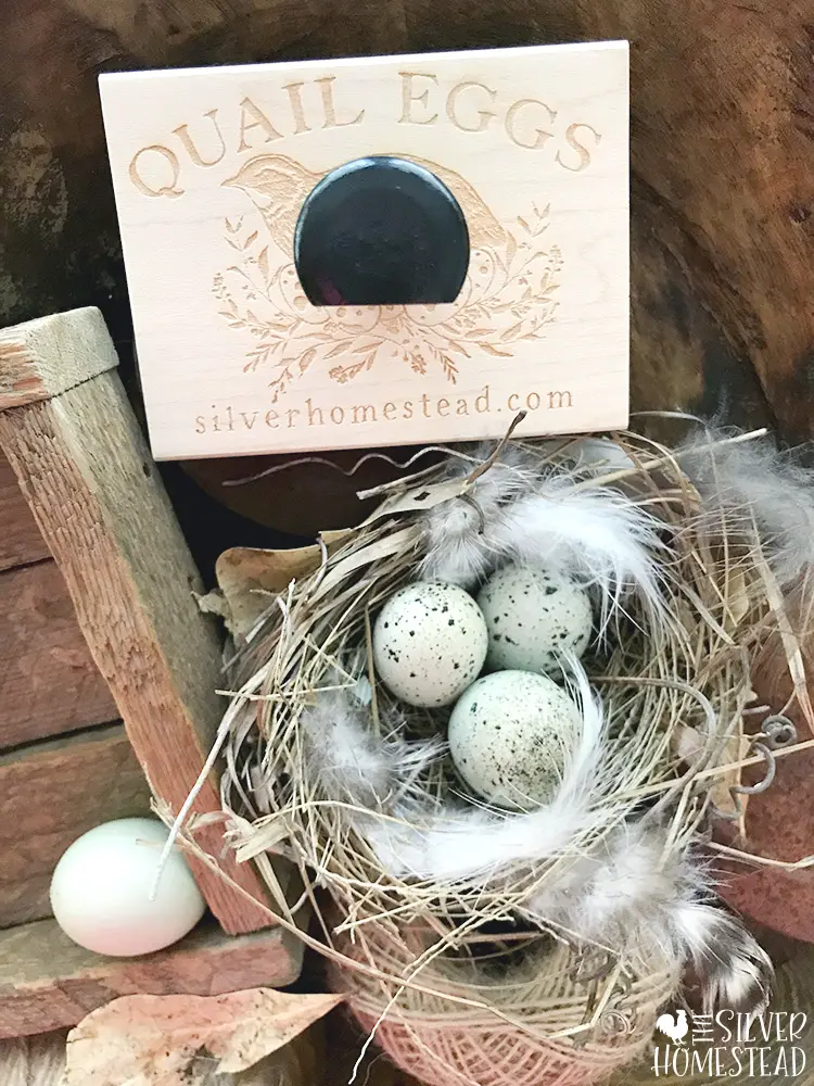 Stage Social Media Pictures Fast sell backyard coturnix quail hatching eggs colored egg layers easter egger speckled olive egger custom egg carton stamps egg colors celadon coturnix quail egg coop hutch pen aviary