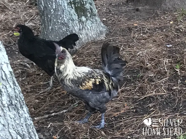 khaki egger rooster