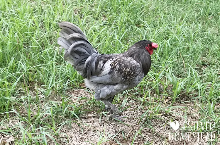 olive egger rooster on grass