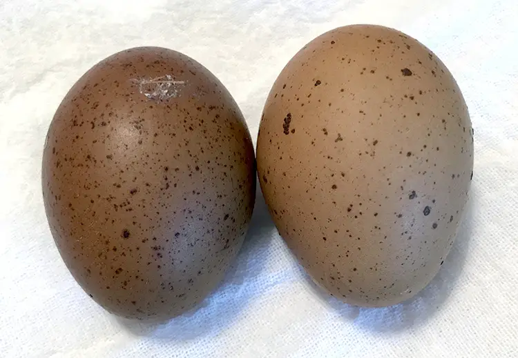 speckled khaki egger brown eggs speckled olive egger breeding chicks pullets