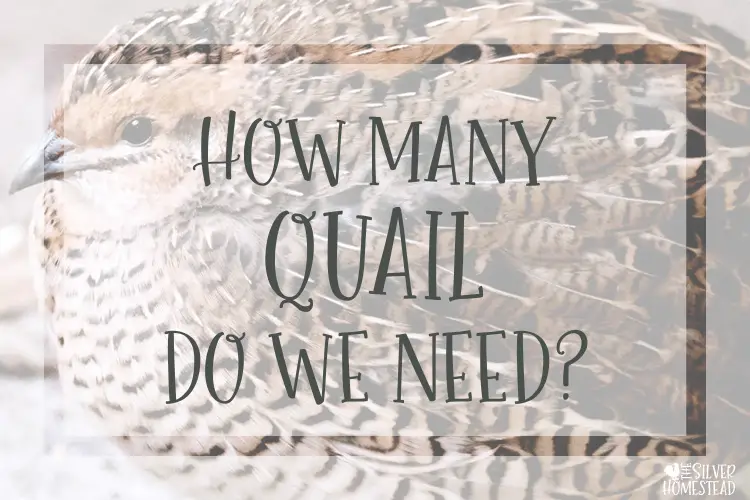 how many backyard coturnix quail do we need