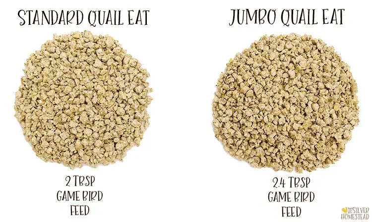 standard vs jumbo celadon coturnix quail japanese quails backyard coop hutch aviary speckled eggs blue green olive gram ounce oz gm weights hen rooster roo how many eggs food each eats how much feed consumed eaten fed game bird crumbles