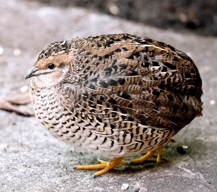 jumbo quail