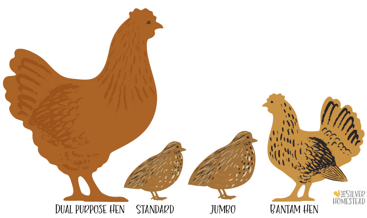standard vs jumbo celadon coturnix quail japanese quails backyard coop hutch aviary speckled eggs blue green olive gram ounce oz gm weights hen rooster roo how many eggs