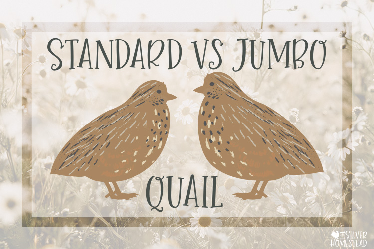 Standard vs Jumbo Quail