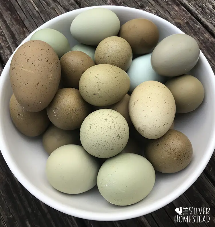 speckled green & olove eggs in a white bowl
