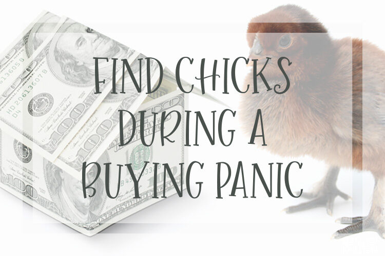 How to Find Chicks During a Buying Panic