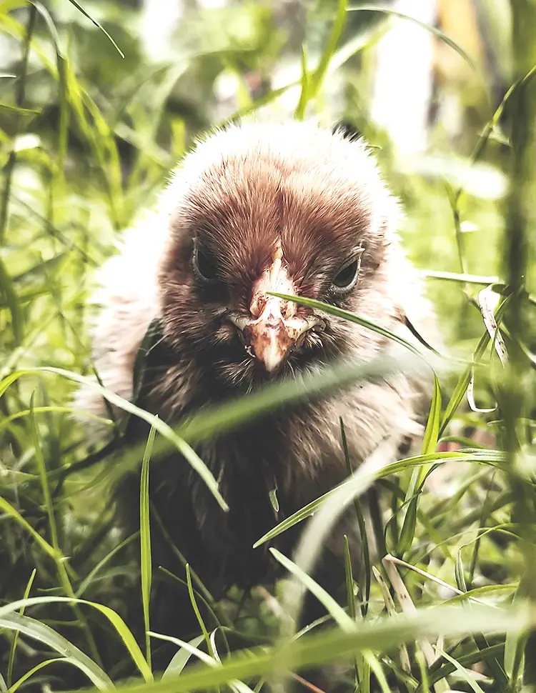 baby chicken chick in grass