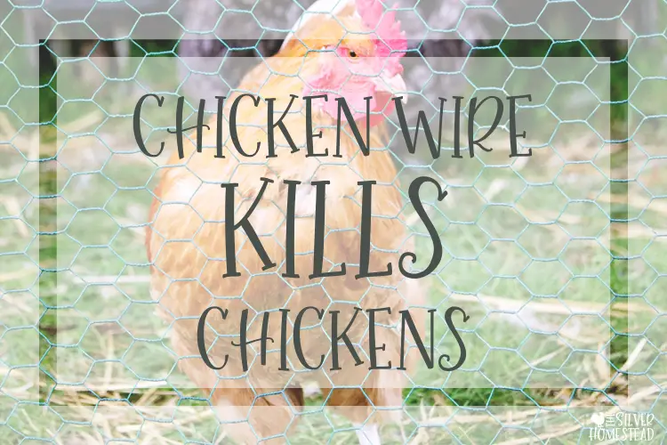 Chicken Wire Kills Chickens