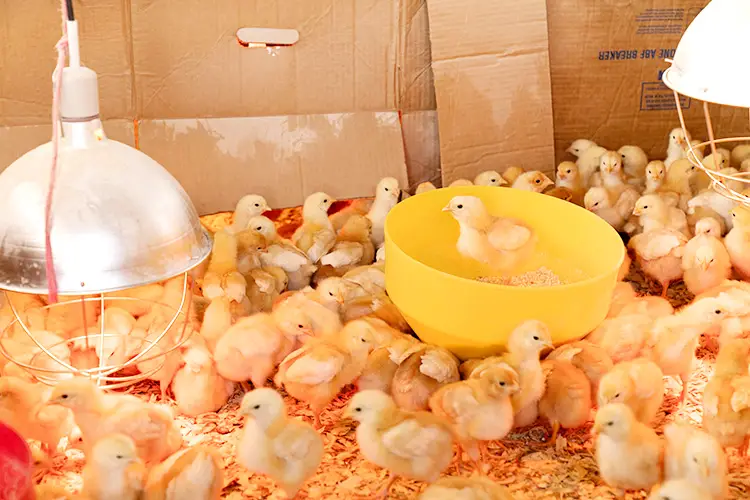 How to Raise Baby Chicken Chicks