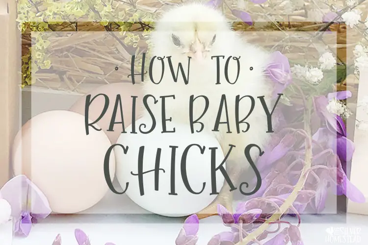 how to raise baby chicken chicks care brooder raise keep buy