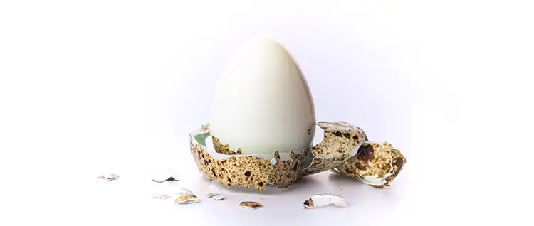 hard boiled coturnix quail egg