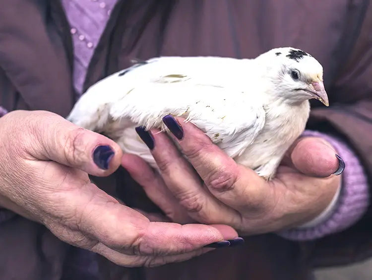 Coturnix Quail in a woman's hands