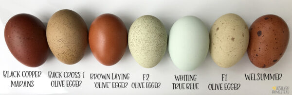 Chicken Egg Colors by Breed - Silver Homestead