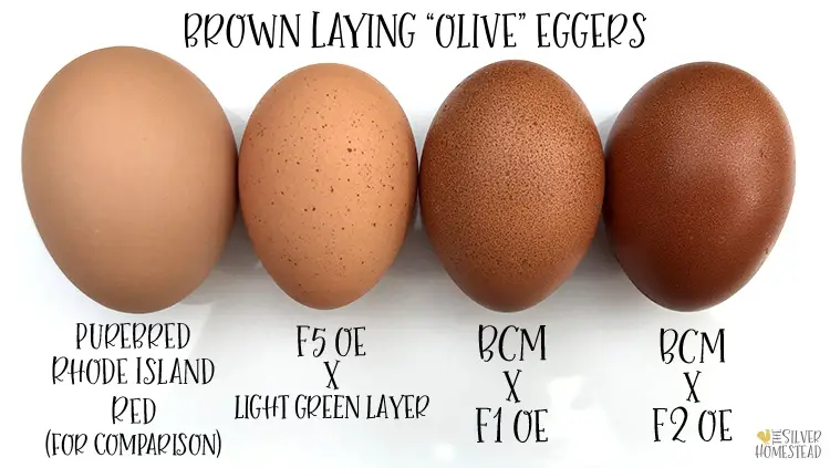 Brown Laying Olive Eggers speckled olive egger black copper marans cross egg