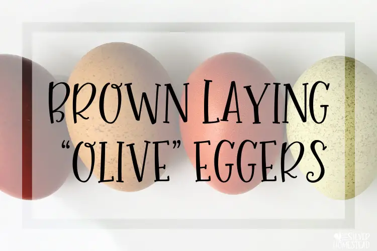 Brown Laying Olive Eggers