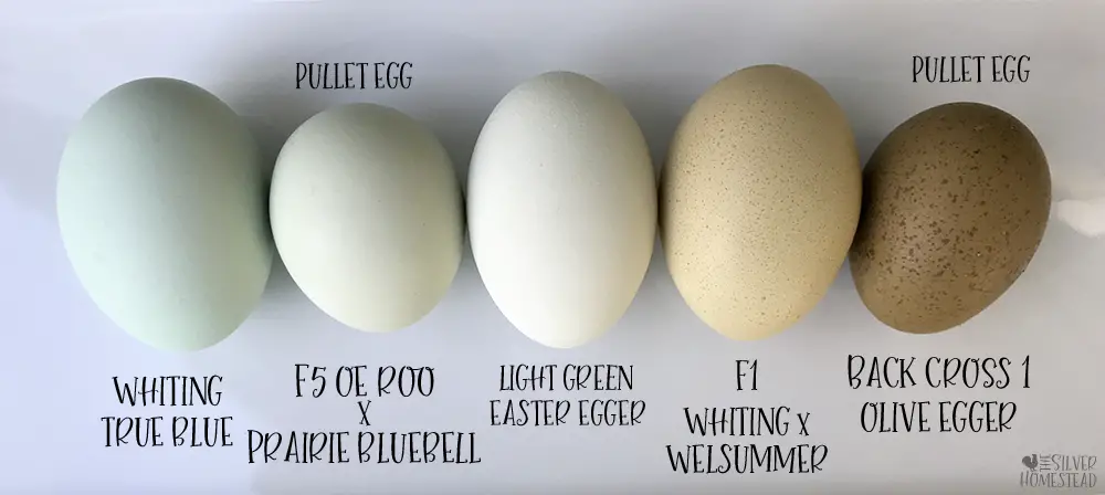 Prairie Bluebell Olive Eggers breeding egg color blue speckled easter