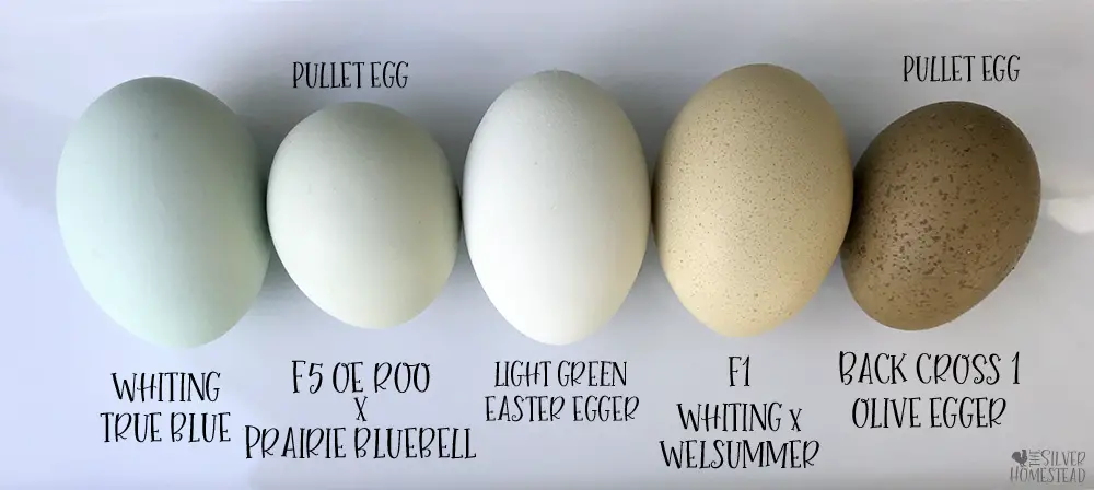 prairie bluebell olive egger, speckled olive egger, easter egger olive egger breeding sage egger moss egger chicken egg colors by breed