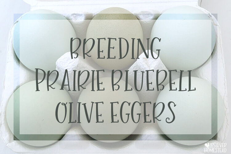 Prairie Bluebell Olive Eggers