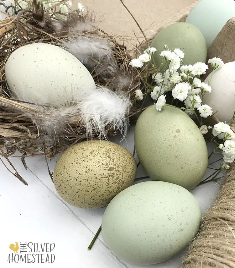 Prairie Bluebell Olive Eggers breeding egg color blue speckled easter eggers