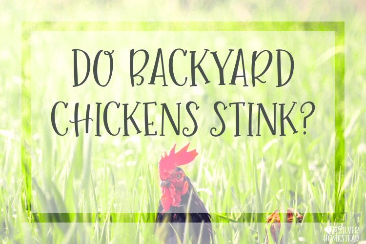 Do Backyard Chickens Stink?