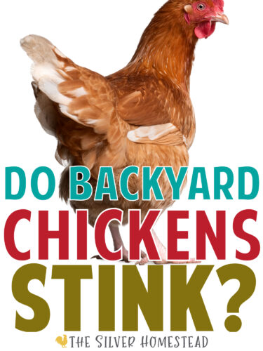 Do Backyard Chickens Stink smell farm fresh eggs poop yard laying hens chicken keeping