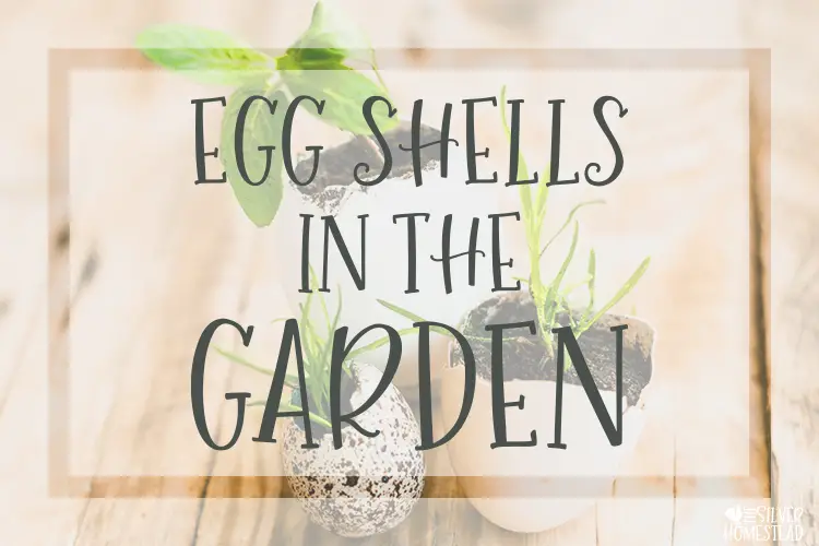 Egg Shells in the Garden