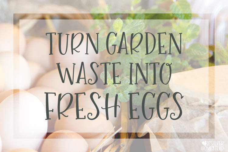 turn garden waste into fresh chicken eggs weeds kitchen scraps compost bits pieces grass clippings laying hens egg shells food production backyard garden gardening for beginners chicken keeping
