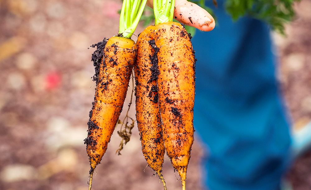 Grow Big Sweet Carrots