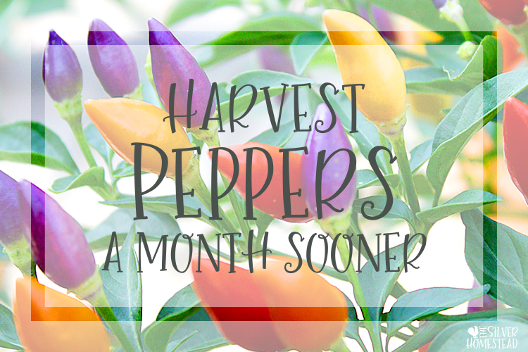 Harvest Peppers a Month Sooner