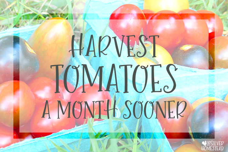 Harvest Tomatoes a Month Sooner